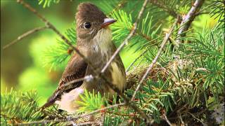 Olivesided Flycatcher Song [upl. by Fates]