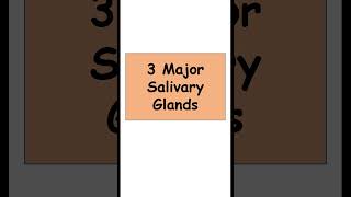 3 Major Salivary Glands anatomy digestiveorgans biology [upl. by Pastelki]