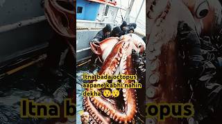 Big size octopus squid octopus giantcreatures octopus marinecreatures whale oceancreatures [upl. by Ausoj]