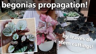 HOW TO PROPAGATE BEGONIAS FROM LEAVES AND STEM CUTTINGS  Philippine Care [upl. by Adarbil]