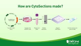 What are OriGene CytoSections [upl. by Berkie]