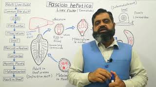 Class Trematoda English medium profmasoodfuzail Life cycle of Liver Fluke  Fasciola hepatica [upl. by Bierman]