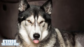 Get To Know A Stunt Dog  Talking Husky Introduces Himself [upl. by Annavoeg]