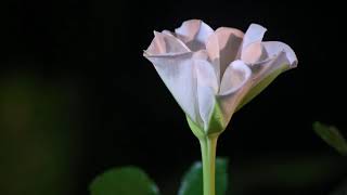 TimeLapse Flor de luna Ipomoea alba blooming [upl. by Airdnazxela]