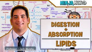 Gastrointestinal  Digestion amp Absorption Of Lipids [upl. by Woermer988]