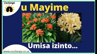 Mayime Clivia Miniata [upl. by Wilkie810]