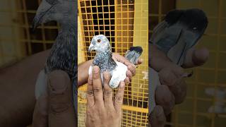 Gehri gardan ki antique ankho me madrasi madin pigeon pigoen kabootar pigenslovers kabutar [upl. by Nivar]