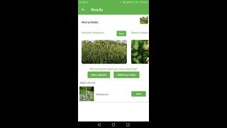 PlantSnap identifies a Proso millet Panicum miliaceum [upl. by Yniffit]