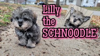 SCHNOODLE puppy [upl. by Johnsten]