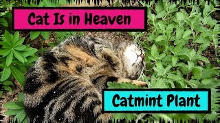 My Cat Is in Heaven after Finding the Catmint Plant [upl. by Eneroc]