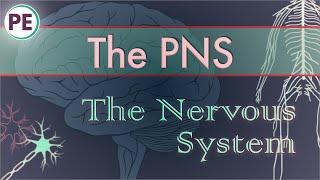 The Nervous System Peripheral Nervous System PNS [upl. by Ydnir]