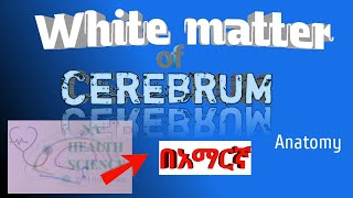 White matter of cerebrum in amharic በአማርኛ [upl. by Norene343]