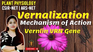 Vernalization  Vernalization Mechanism  Vernalization in Plants  Vernalin  Devernalization [upl. by Baerman958]