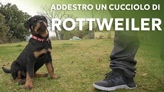 Come addestrare un cucciolo [upl. by Wildermuth]