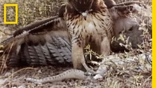 RedTailed Hawk vs Rattler  National Geographic [upl. by Errick529]