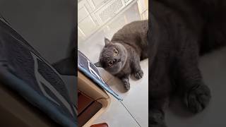 Why is this cat shaking its headCat shaking her head youtube short [upl. by Lledal]