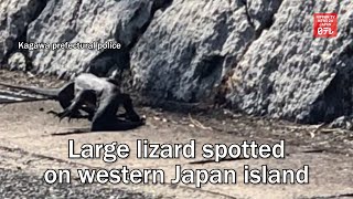 Large lizard spotted on western Japan island [upl. by Ahsercel]