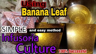 Simple infusoria Culture Using Banana Leaf [upl. by Asle]