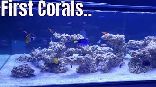 ADDING CORALS TO MARINE AQUARIUM [upl. by Einiar]