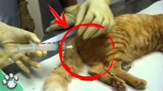 The Cat Was Brought in for Euthanasia The Vet Kicked the Owners Out of the Clinic [upl. by Atsilac493]