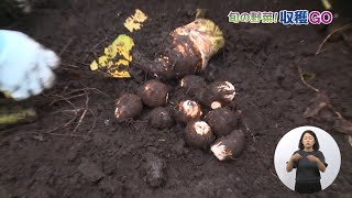 藤沢で生産される農産物を収穫に行きます（里芋）＊チャンネル登録お願いします [upl. by Lucas]