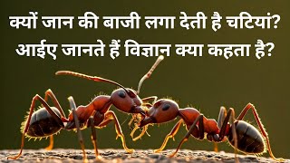 क्या चीटियां अंधी होती हैं chiti ki kahani in hindi   ants fighting other ants [upl. by Vil69]