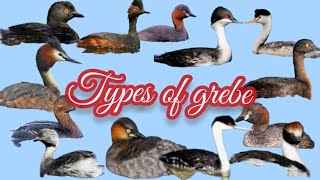 Grebes  Water Birds  types of Grebe birds birddiving birdMama TV [upl. by Enawtna902]