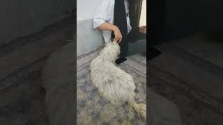 Baby dogcute puppy viral puppy trending dog viralshorts youtubeshorts puppydog shortvideo [upl. by Nodyarb]