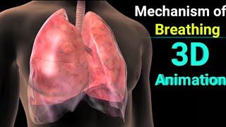 Mechanism Of Breathing InhalationExhalation 3D Animation Hindi 3Danimation [upl. by Hibben]