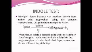 indoletestmicrobiologylistbacteriastudyguide [upl. by Aneehsit915]