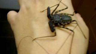 Handling Tailess whip scorpion [upl. by Allenrad]