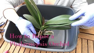 Repotting a Phalaenopsis Orchid  Beginner Care Tips [upl. by Cykana]