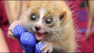 Slow Loris Are The Funniest And Cutest Animals 2017 BEST OF [upl. by Arianna276]