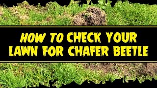 Beetle Mania  How to check your lawn for Chafer beetle grubs [upl. by Suhcnip]