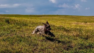 Do Wirehaired Pointing Griffons Shed a Lot [upl. by Sayres492]