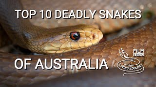 Top 10 dangerous and deadly venomous snakes from Australia [upl. by Ardaed582]