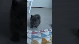 Je cherche nom pour bébé chaton [upl. by Tutt122]