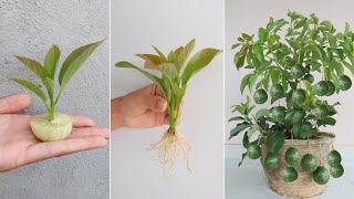 How to grow Avocado tree from cuttings for beginners part 2 [upl. by Enia885]