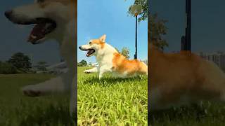 Corgi vs a phone gimbal 6 🐶 Capture special moments with Osmo Mobile 6 🎬 alanyu9520 [upl. by Aiekram242]