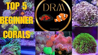 Top 5 EasytoKeep Corals for Beginners [upl. by Aierb]