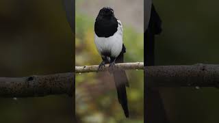 🇩🇪🇬🇧Elster bei Regen ☔️🍁😍Magpie in the rain ☔️🍁😍elster magpie [upl. by Eseer]