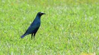 Birds of Uganda  Greater Blueeared Glossy Starling [upl. by Banyaz904]