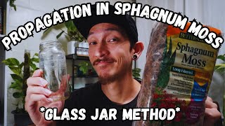 How to Propagate your plants in Sphagnum Moss using a GLASS JAR [upl. by Nnayt981]