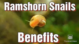 Ramshorn Snails For Your Aquarium Algae eaters [upl. by Specht759]