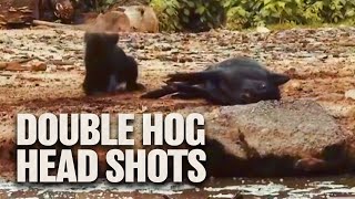 TWO Headshots on Hogs with GAMO Air Rifle [upl. by Gilus]