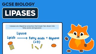 Digestive Enzymes Lipases  GCSE Biology [upl. by Ridglee273]