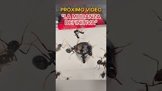 ¡MUDANZA DEFINITIVA de HORMIGAS MESSOR BARBARUS al HORMIGUERO QBICK ONE gama Alpha Próximo Vídeo [upl. by Krista563]