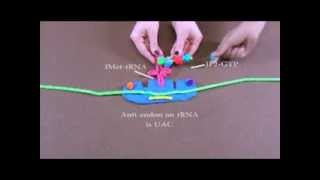 Detailed Description of Protein Translation [upl. by Carrew]