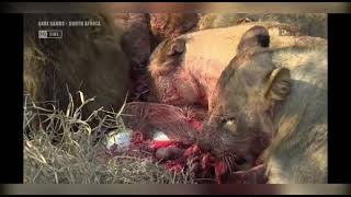 Lions kill a warthog  sensitive viewing [upl. by Nattirb165]