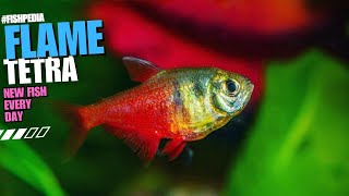 Flame Tetra  Mesmerizing Aquarium Beautyquot FISH4U [upl. by Averil981]